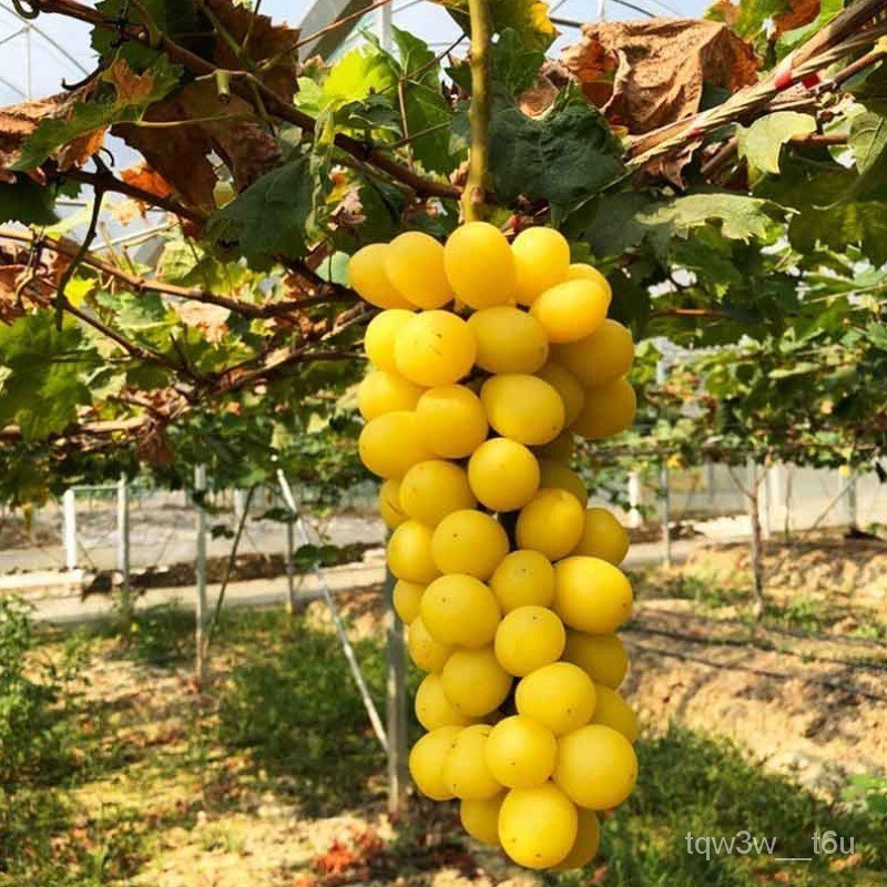 Golden Sunshine Thirteen Rose Grapes Seedling Fruit Tree Fruit Seedling