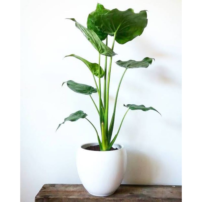 Alocasia Cucullata Buddha's hand hooded dwarf elephant ear Chinese Taro