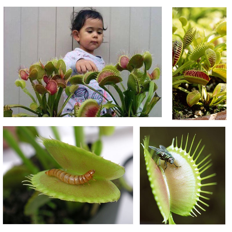 100 pcs Seeds Venus Fly Trap Giant Mix Trees Plants, Seeds & Bulbs