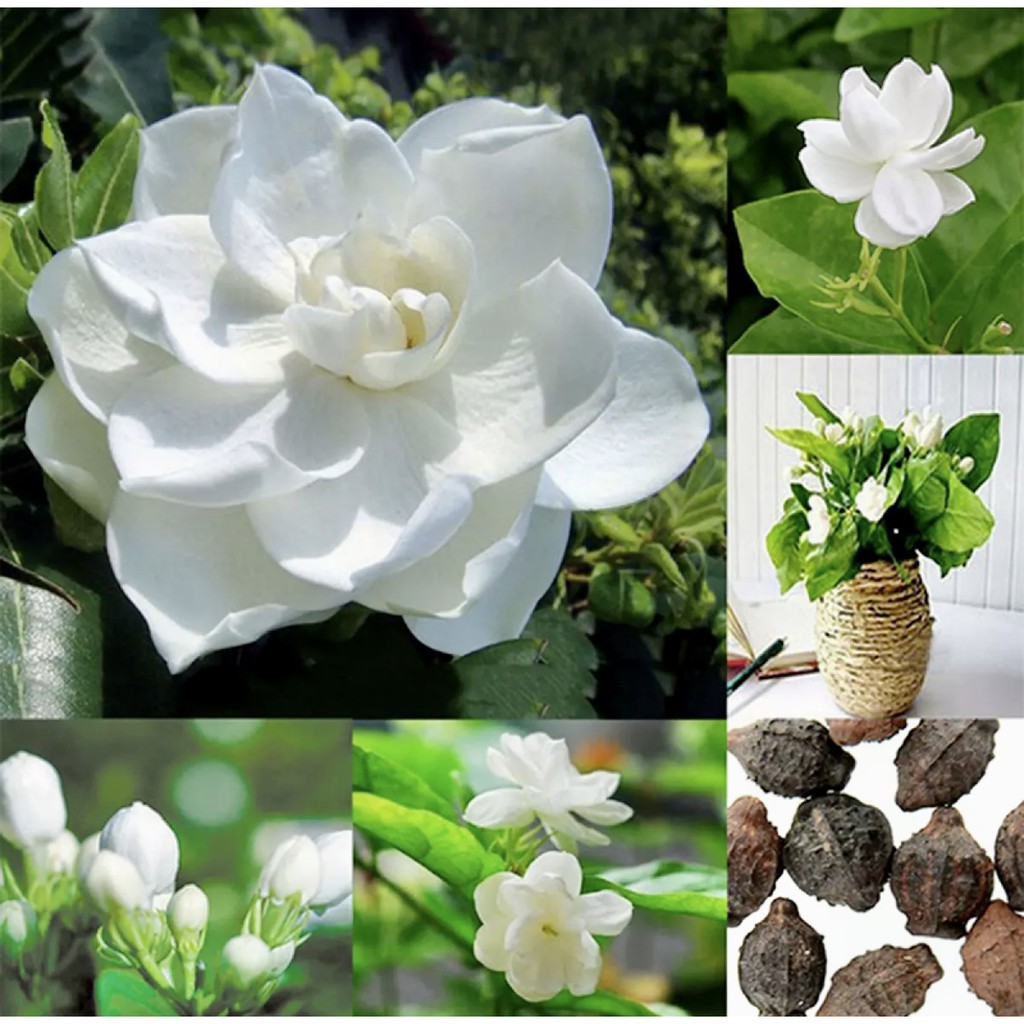 JASMINE FLOWER SEEDS Shopee Philippines
