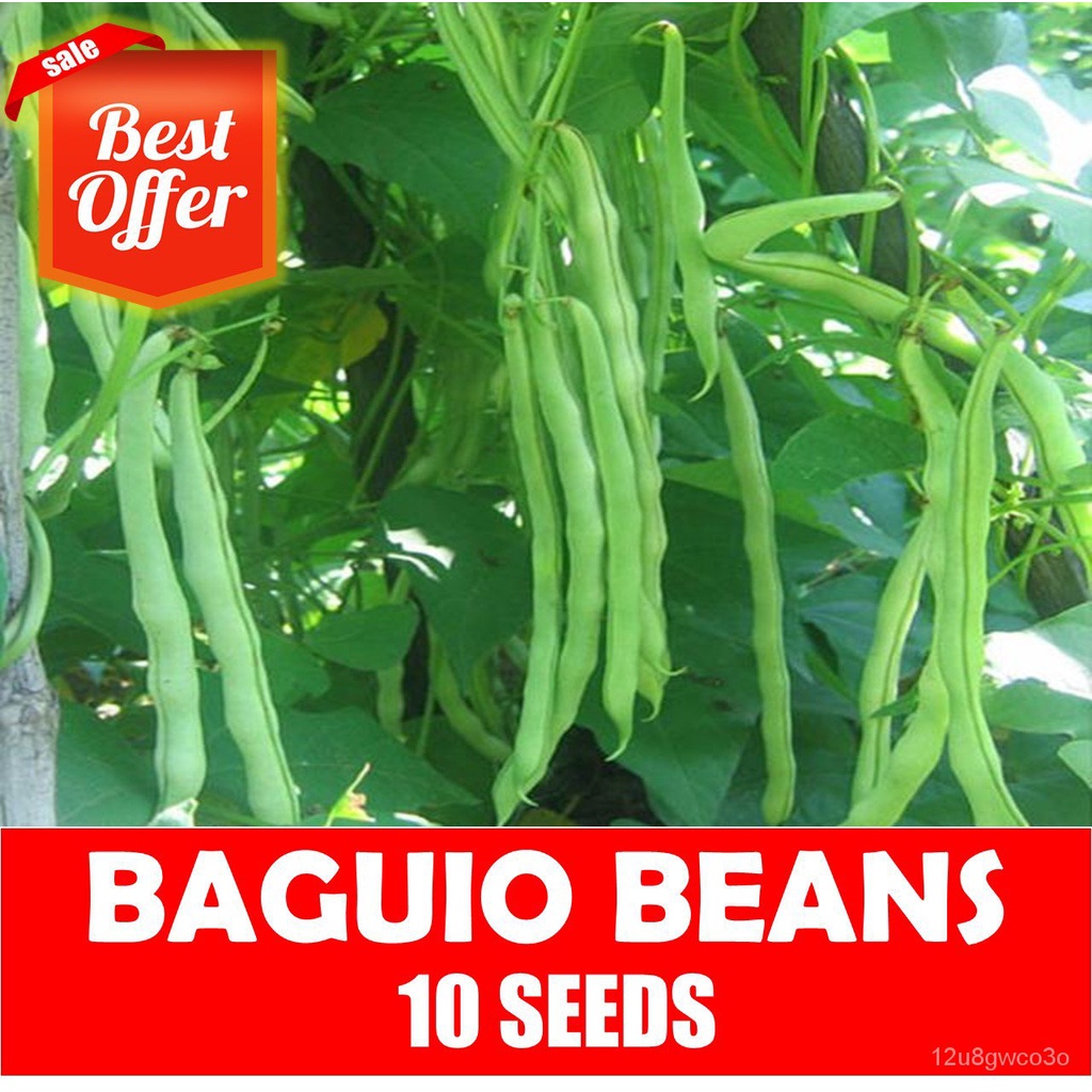 spot seedsBaguio Beans Seeds Snap Beans I4PD Shopee Philippines