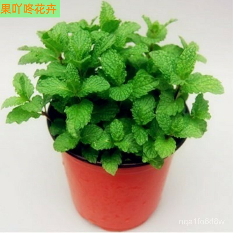 Mint Potted Plant Fresh Edible Mint Leaf Office Indoor Plant Mosquito