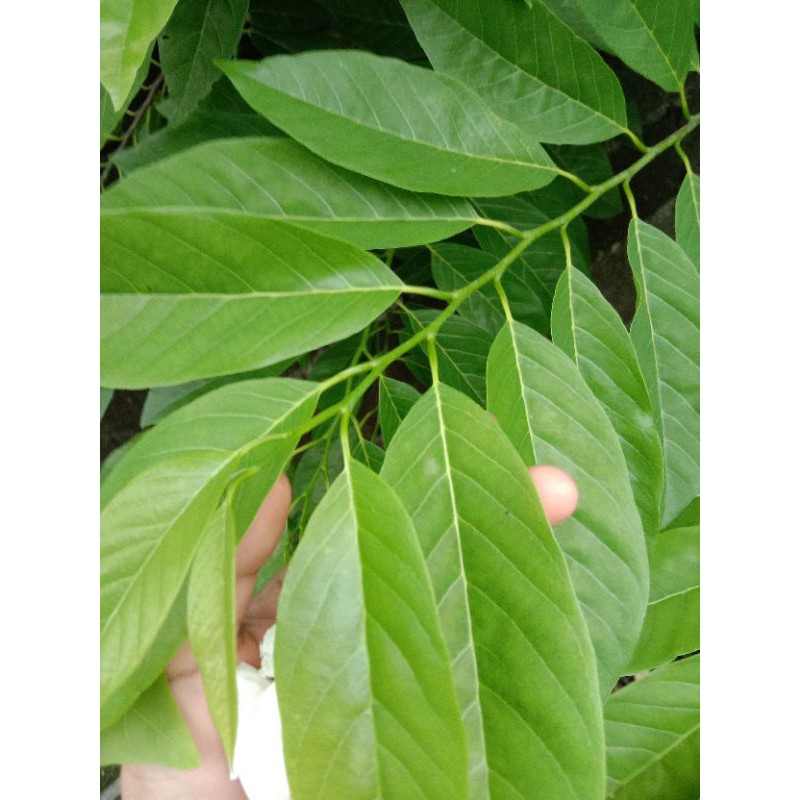 Fresh/Semi dried Atis leaves for Herbal Tea 100 leaves Shopee Philippines