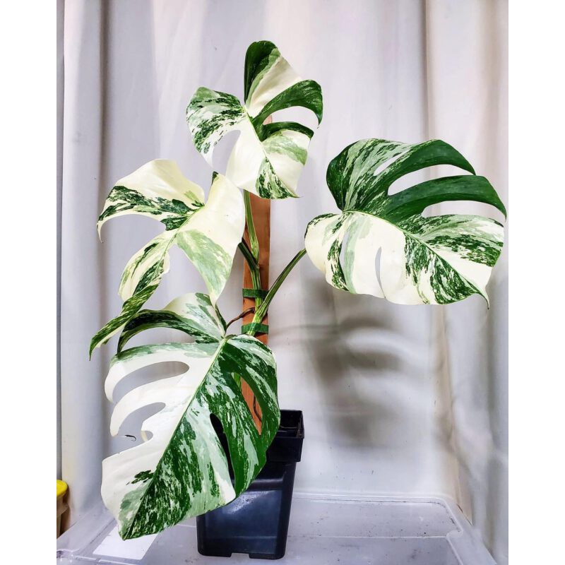 Monstera Deliciosa Albo Seeds (Mother Plant MD Albo) Shopee Philippines