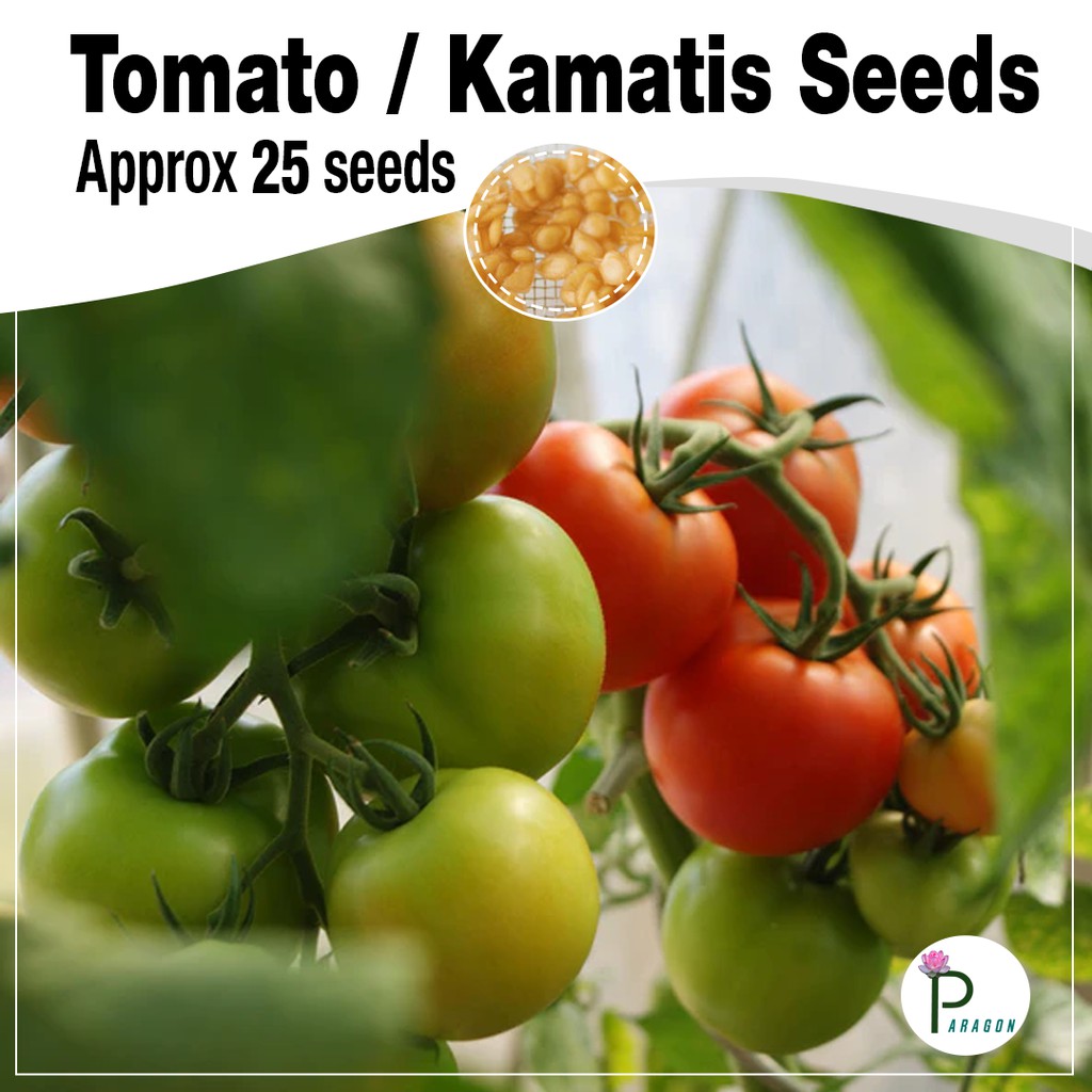 Tomato / Kamatis Seeds ( Approx 25 Seeds ) Shopee Philippines