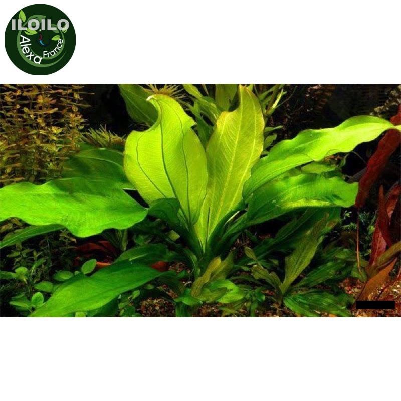 Echinodorus Ozelot green 1 rhizomes aquatic plant for Aquarium