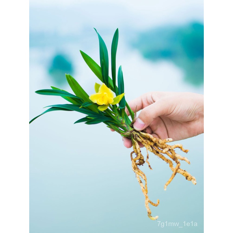 Orchid Cymbidium Ensifolium Rare Varieties Plant Orchid Water Hibiscus