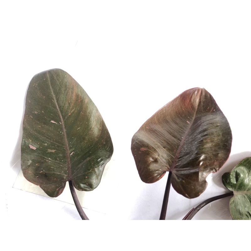 Philodendron Pink Princess cutting Shopee Philippines