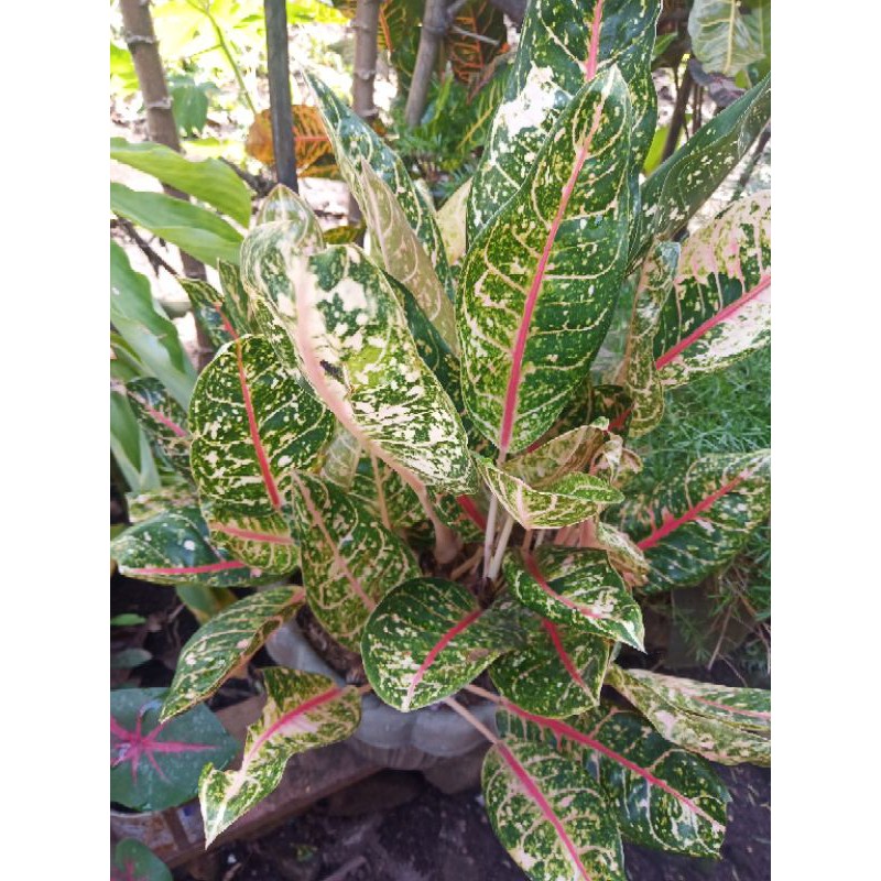 Aglaonema Doña Carmen (Live Plant) Shopee Philippines