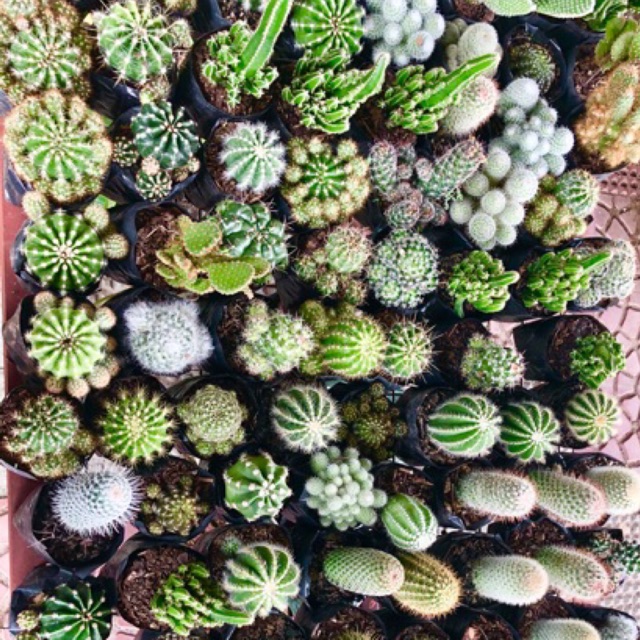CACTUS PLANT/ COMMON CACTUS ASSORTED/ MIX. CHOOSE ONE