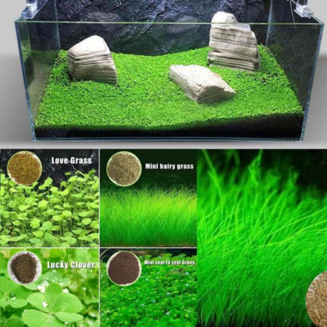 5g Local Seller Aquarium grass seeds Aquarium Grass Aquatic Plant