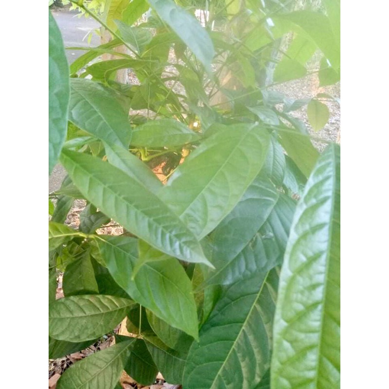 Pure Organic Fresh Mahogany Leaves 50 pcs of leaves Shopee Philippines