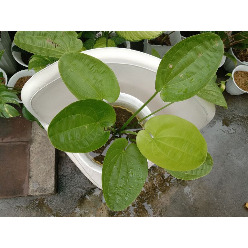 Live plant Sagittarius 5 leaves Shopee Philippines
