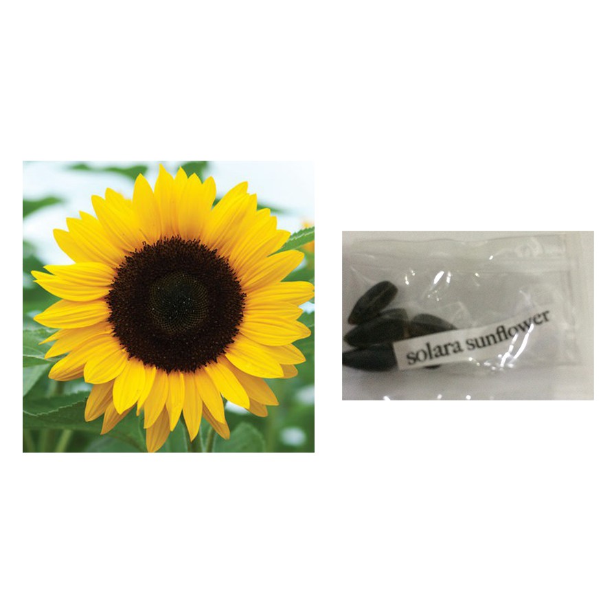 elegance sunflower flower plant seeds Shopee Philippines