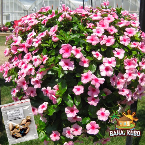 Hanging Vinca Pink Flower Seeds Shopee Philippines