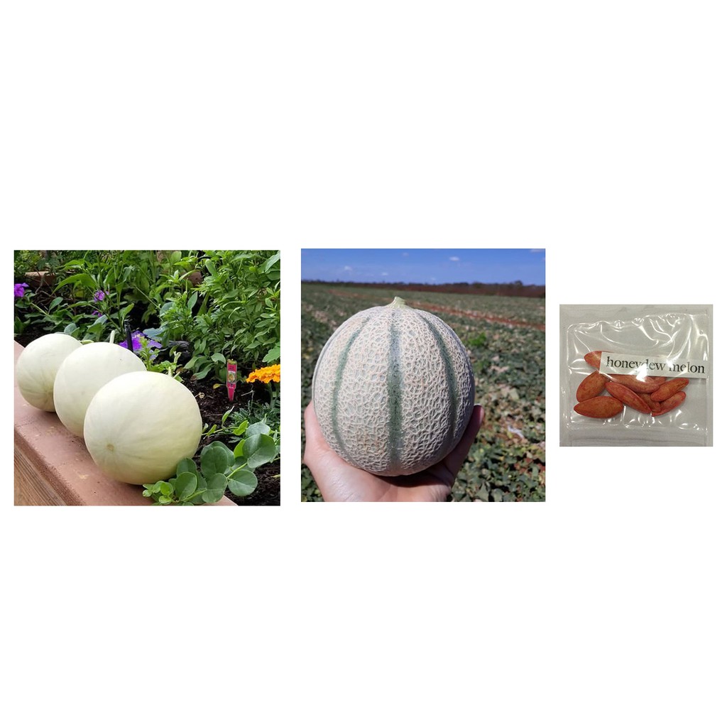 honeydew cantaloupe fantasista f1 hybrid melon fruit seeds Shopee