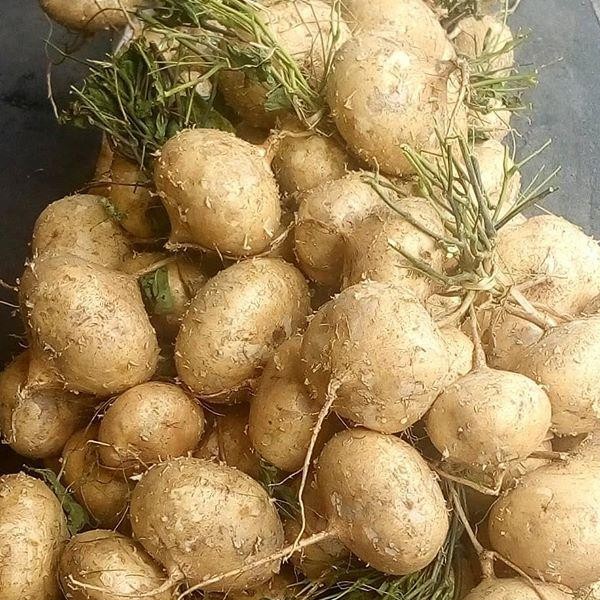Turnip Jicama Seeds / Singkamas Seeds Shopee Philippines