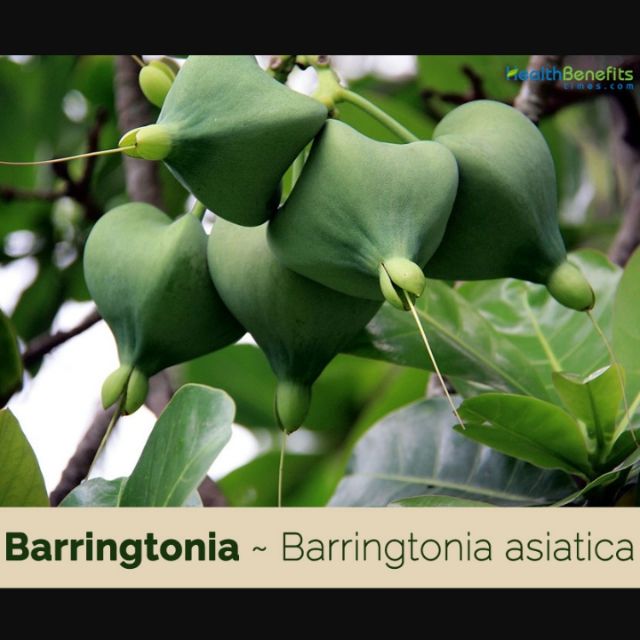 Bitoon / Botong Medicinal Plant (Barringtonia asiatica) Shopee