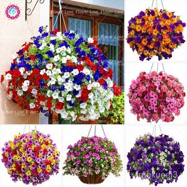 100 pcs Hanging Petunia Beautiful Seeds Flower Seeds Perennials Bonsai