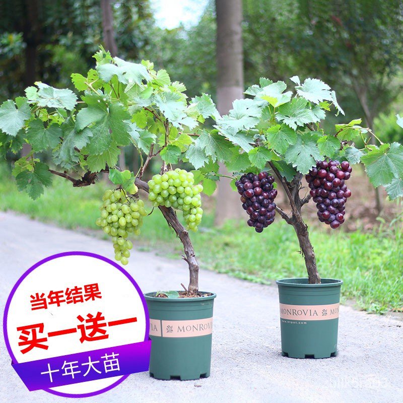 Grape Tree Giant Peak Grape Seedlings Climbing Vine Sunshine Rose Grape