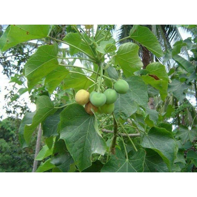 dahon ng tuba tuba 25 pesos Shopee Philippines