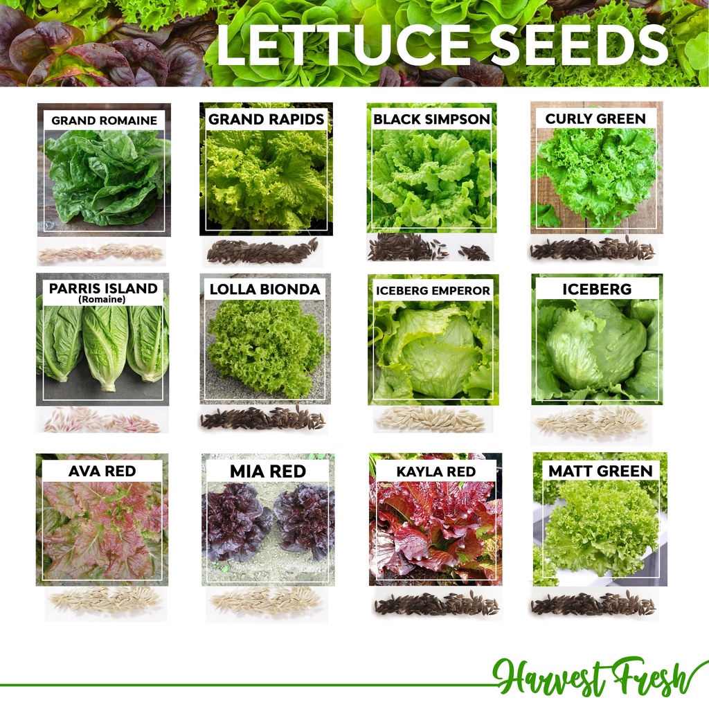 Lettuce Seeds Romaine Lollo Bionda Loose leaf Grand Rapids Iceberg Curly Green Red Mia Seoul