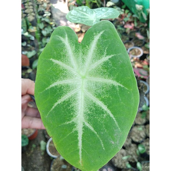 Available live plants for sale (Caladium Fancy Aaron) Shopee Philippines