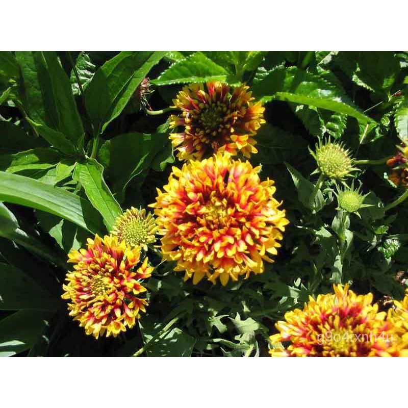 flower seeds 30 SUNDANCE BICOLOR GAILLARDIA Pulchella Indian Blanket