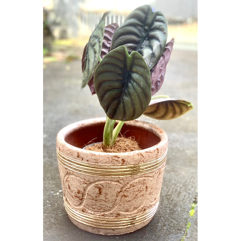 Clay Pots for Plants Shopee Philippines