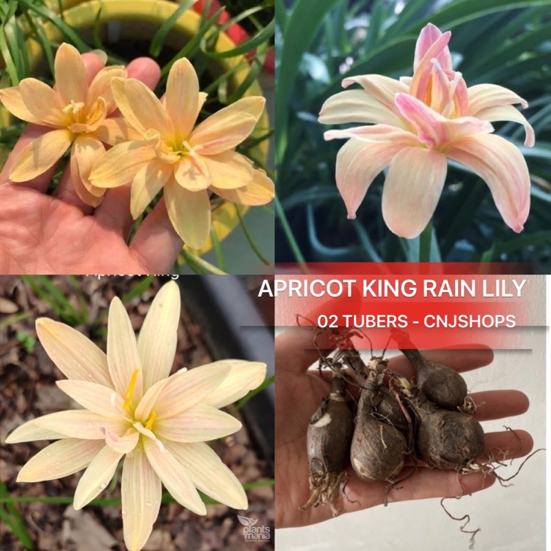 lily Prices and Deals Dec 2022 Shopee Singapore
