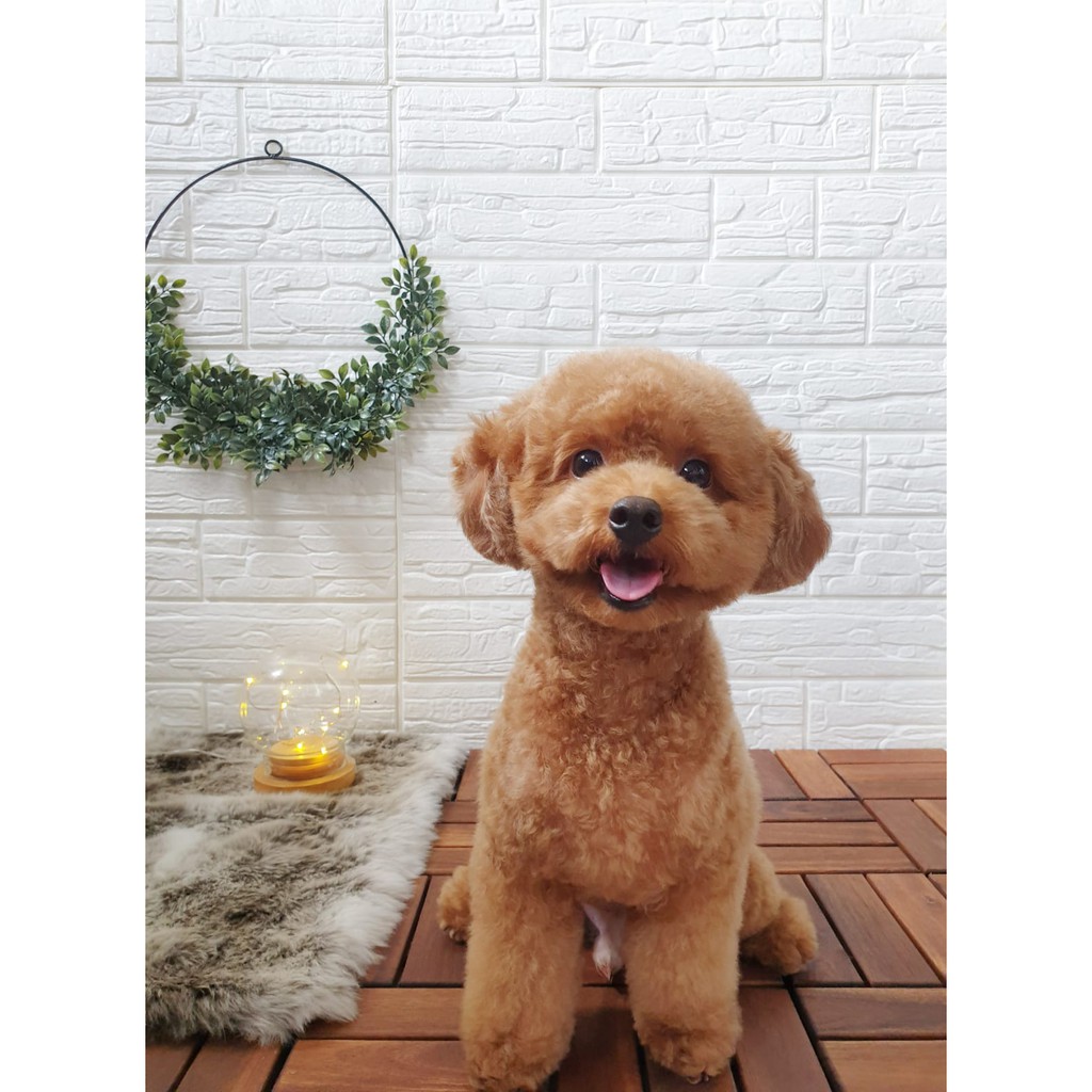 Cheap Pet Grooming Singapore is rated the best in 08/2023 BeeCost