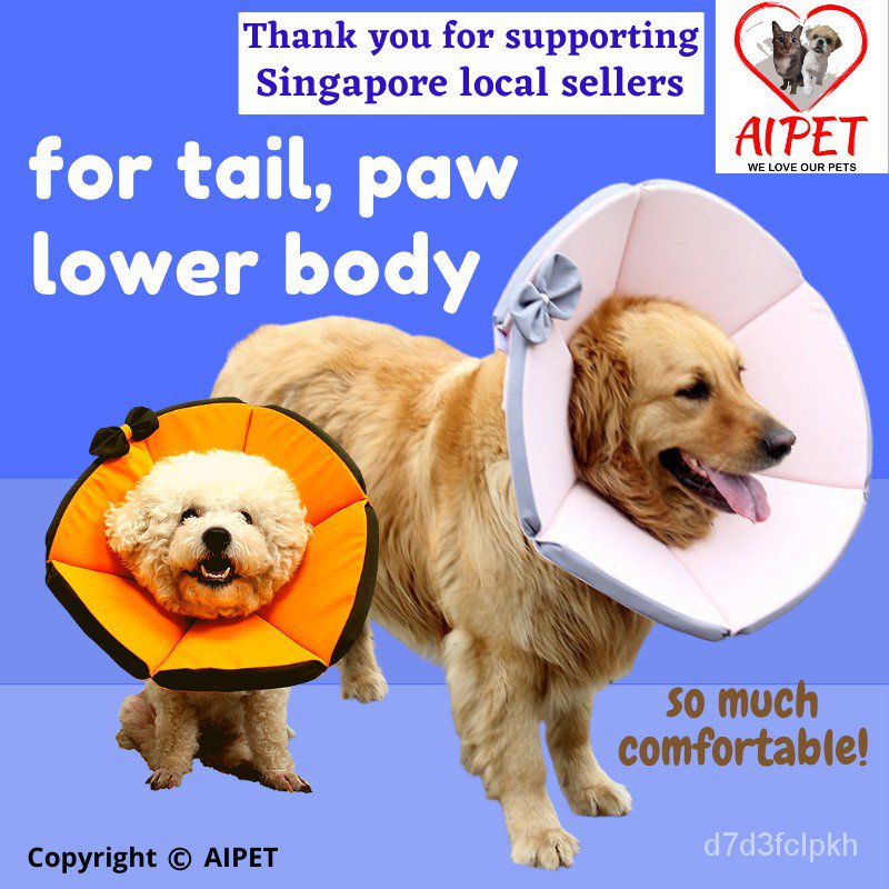 How Do You Comfort A Dog With A Cone