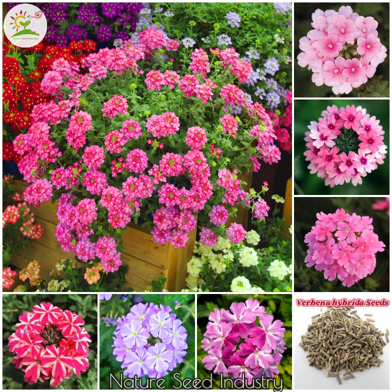 200pcs Verbena hybrida Flower Seeds for Planting Garden Flower Plant Seed Potted Bonsai