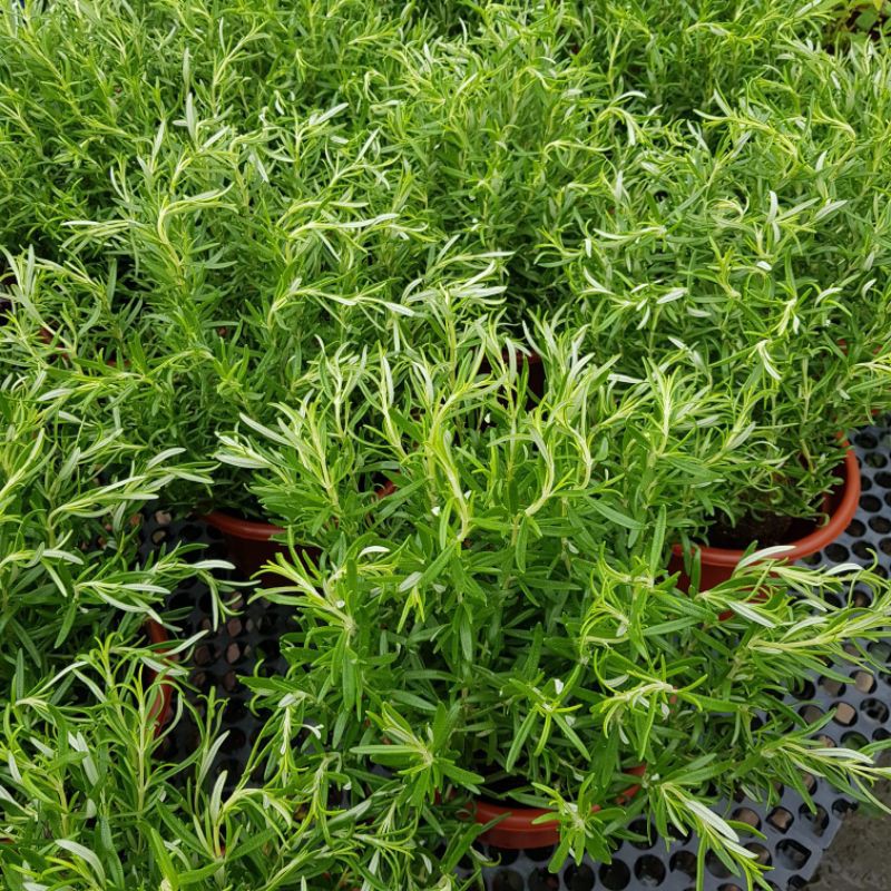 Rosemary Edible Herb Plant, its fresh and dried leaves are
