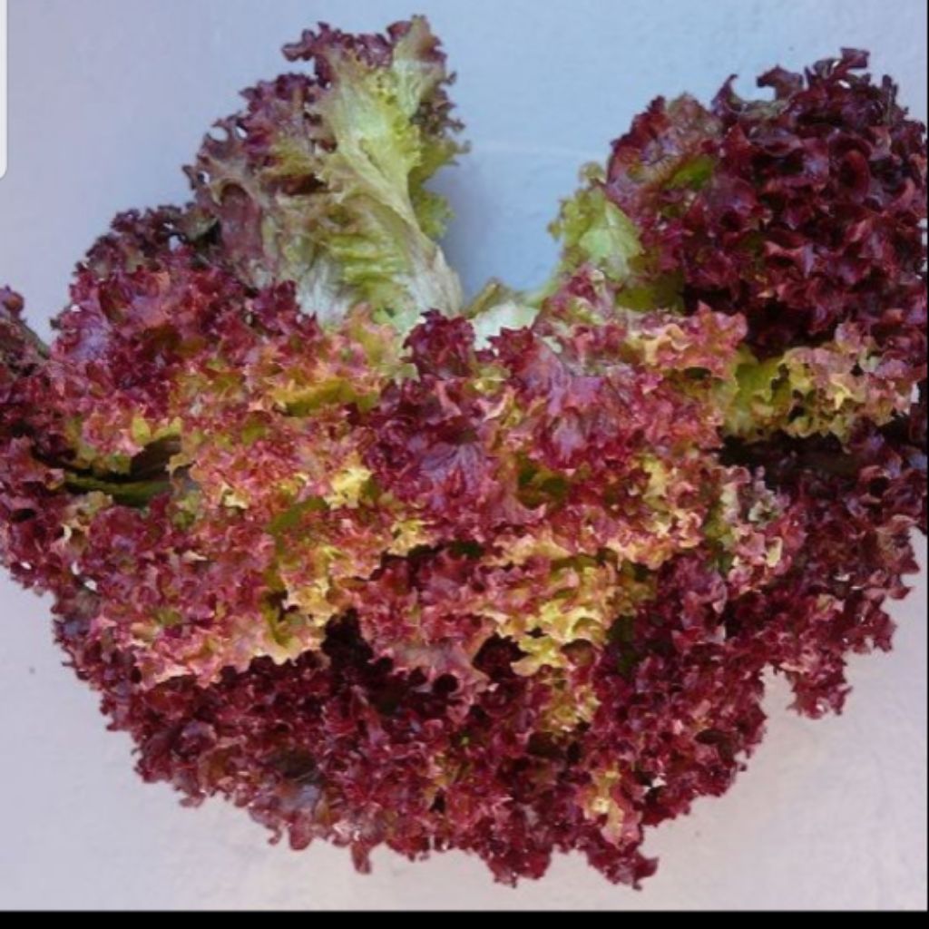 150 Red Rapid Lettuce seeds (fr sg) Shopee Singapore