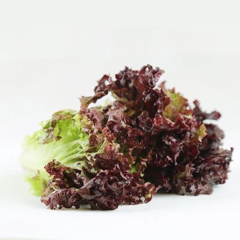 Purple Coral Lettuce Seeds 300pcs Free Postal Mail(OLP) in SG Shopee
