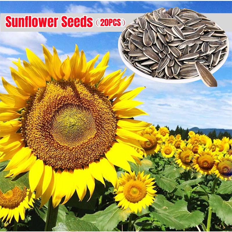 100 Original Rare Edible Sunflower Seeds for Planting (30pcs/bag