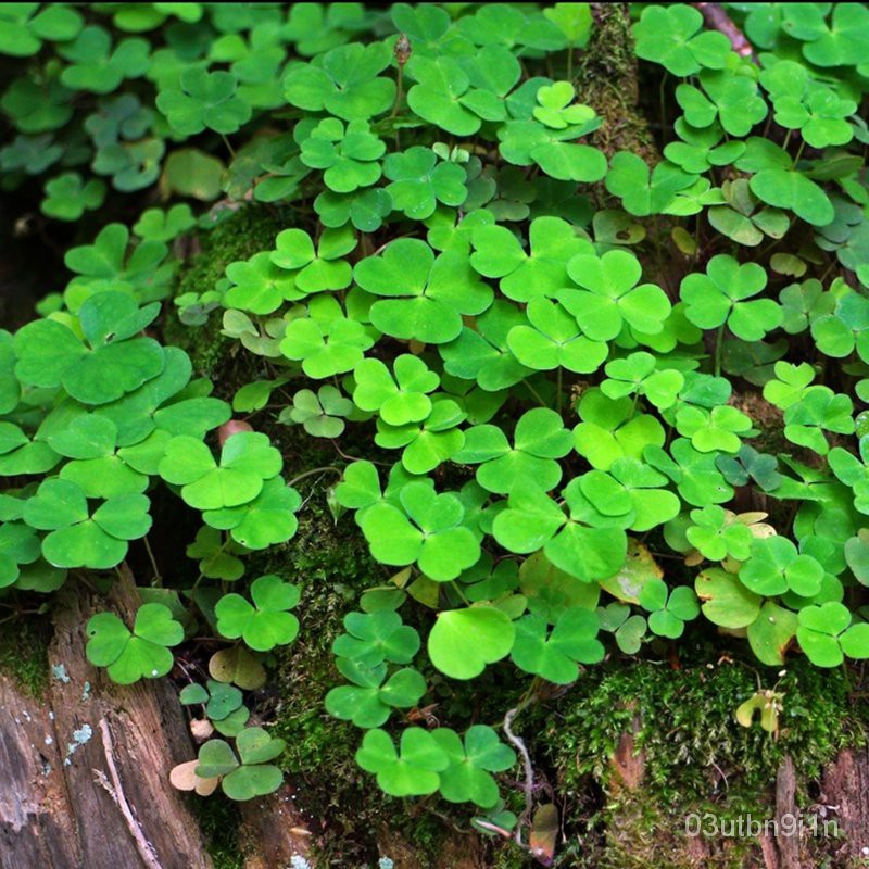 Buy more preferential can consult customer serviceClover Clover Seeds