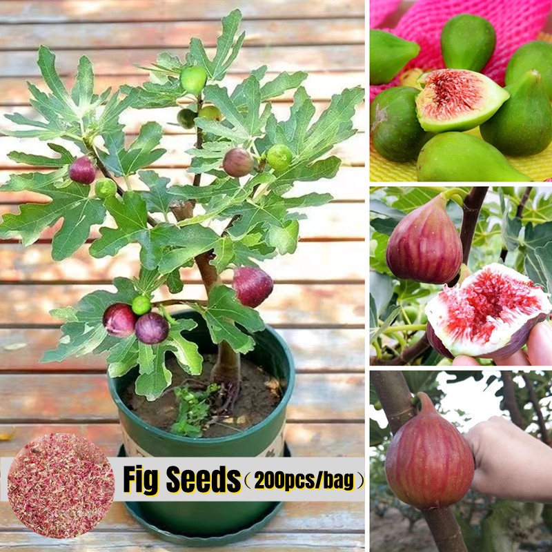 [Easy To Grow In Singapore] 200pcs Fig Seed Tropical Ficus Carica Seeds