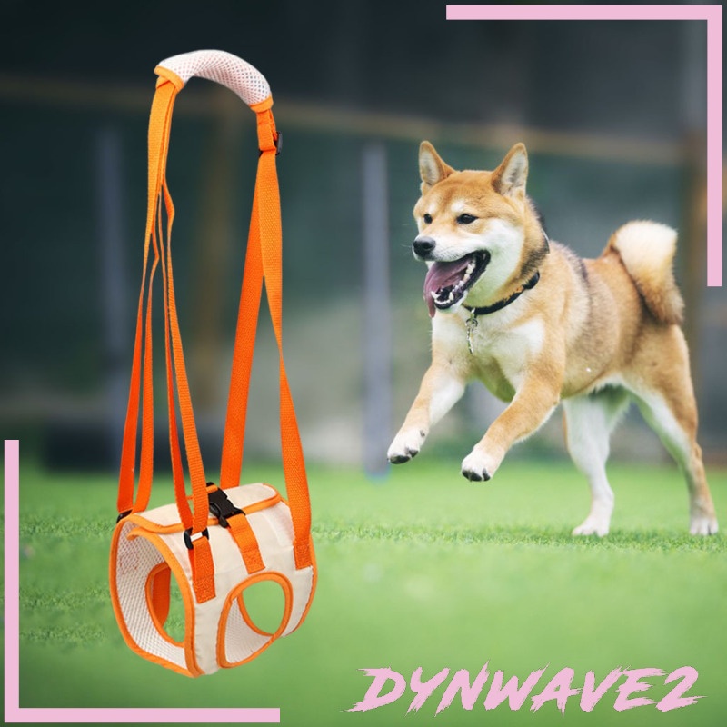 How To Help A Dog With Weak Hind Legs