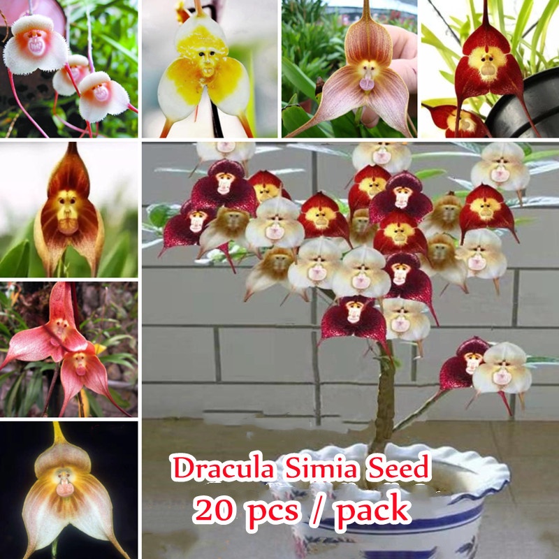 Mixed Varieties 20 Seeds Dracula Simia Flower Seeds Monkey Face Orchid