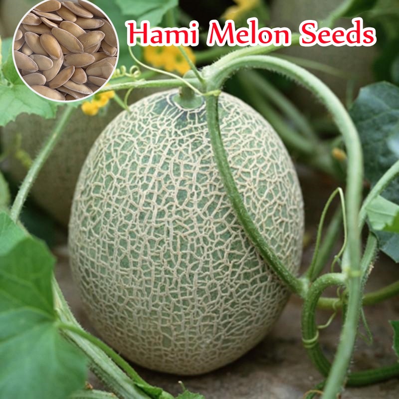 100pcs Hami Melon Seeds for Planting Crown Honey Melon In Xinjiang Hami