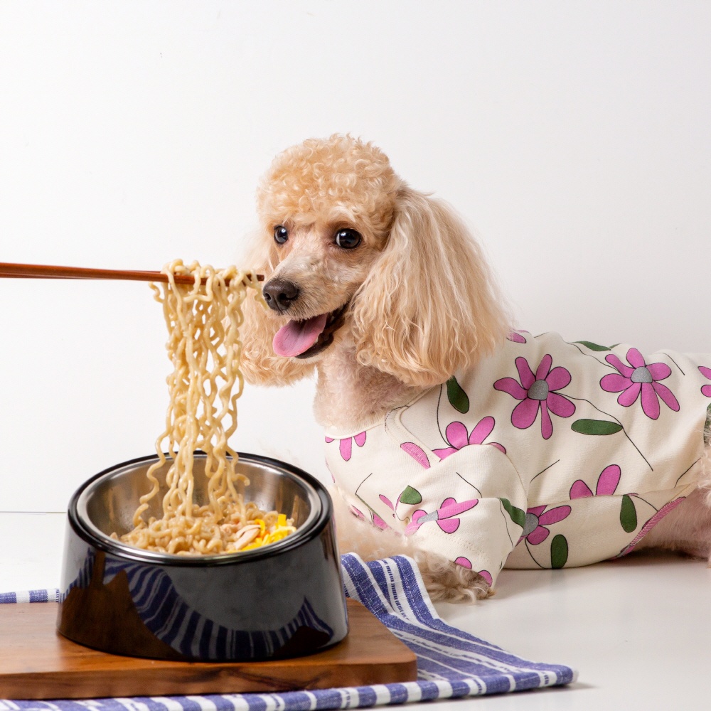 Are Noodles Safe For A Dog