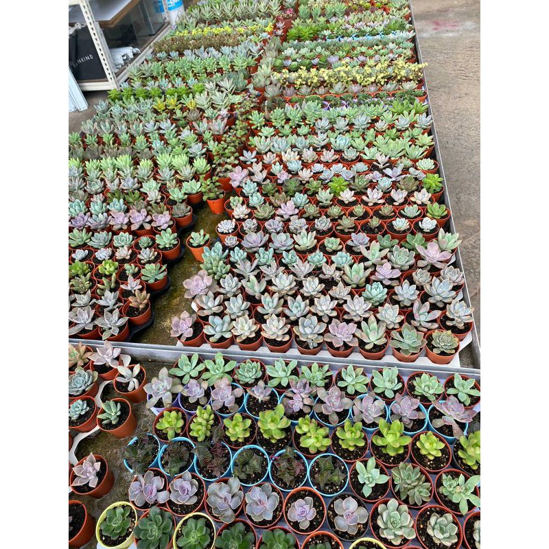 Mini succulent/cactus (price for 4 pots)(choose