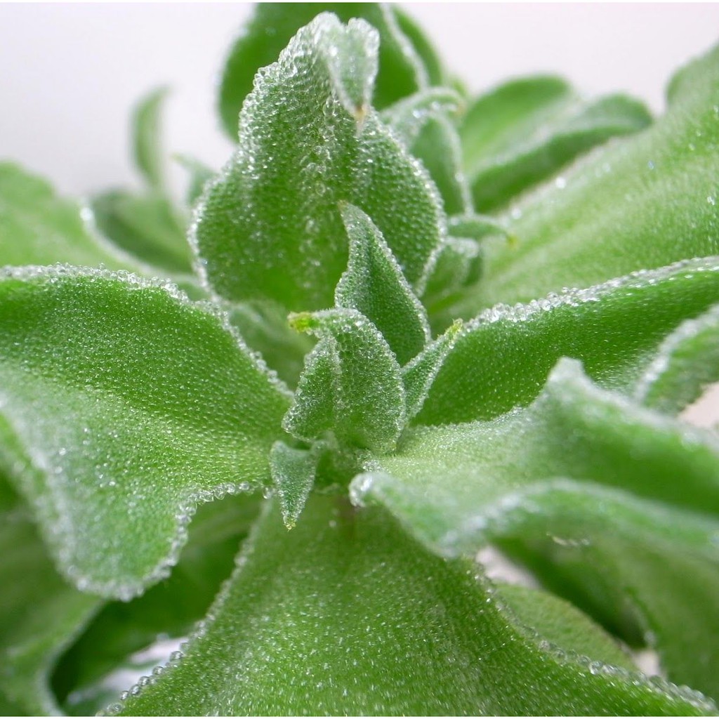 20 Crystalline iceplant seeds Ice Plant seeds [with Sowing