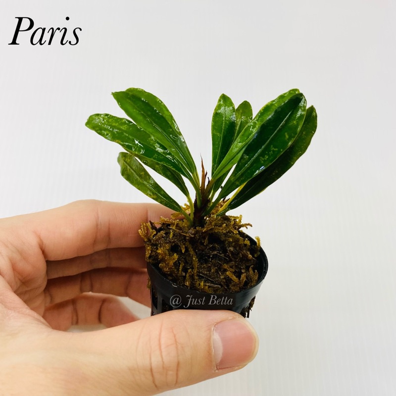 Bucephalandra Paris Aquatic Live Plant Aquarium Aquascape Buce Bucep
