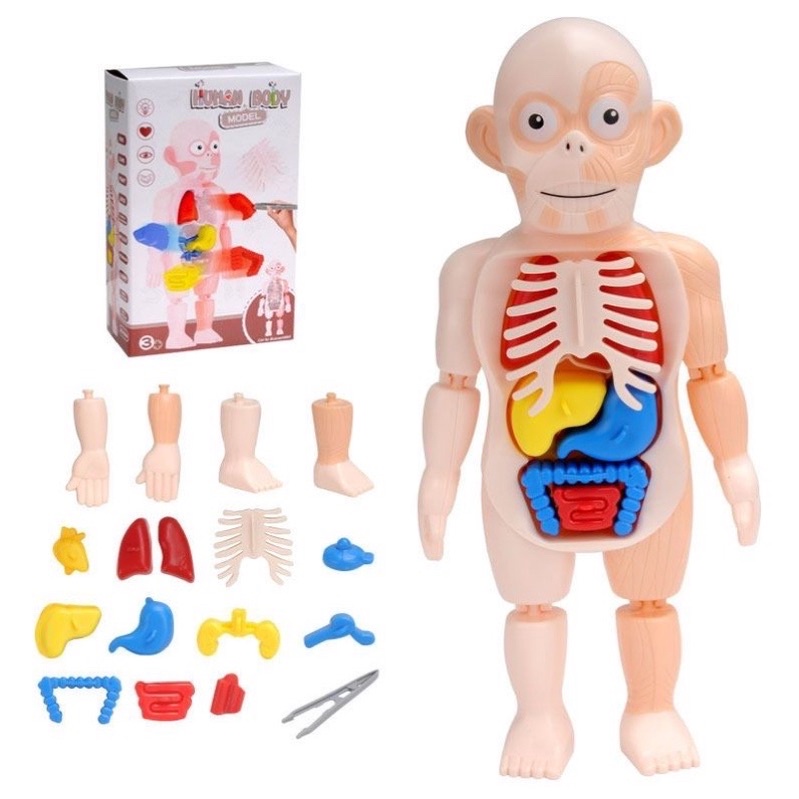 [SG] STEM Toys Kids Learning Human Body Organ System DIY Toys Science Toys Shopee Singapore