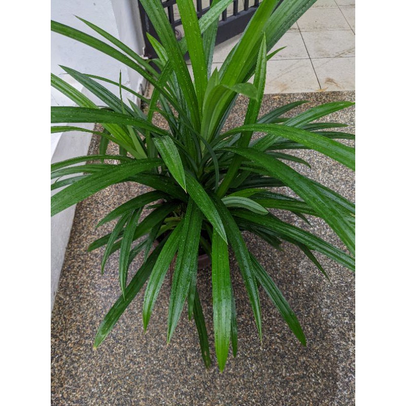 Pure organic Pandan plant (self collect) Shopee Singapore