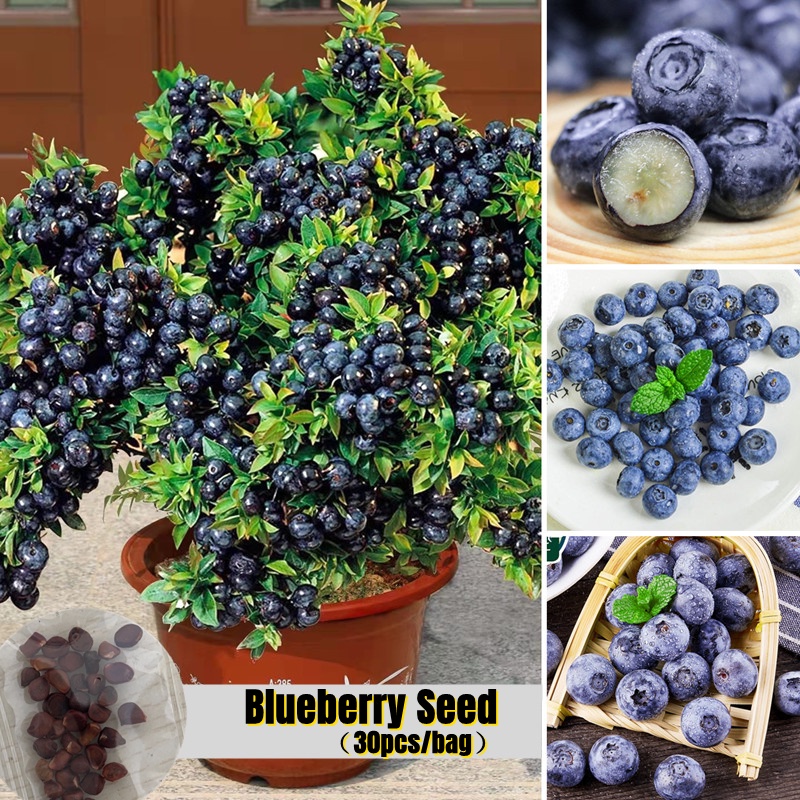 [Easy To Grow In ] 30 Seeds Edible Blueberry Tree Seeds Sweet Fruit