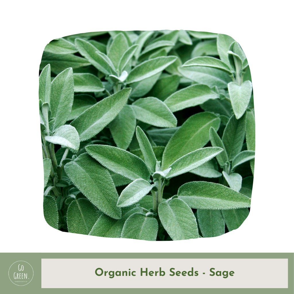 [Go Green] Sage Seeds Organic Herb Seeds Shopee Singapore